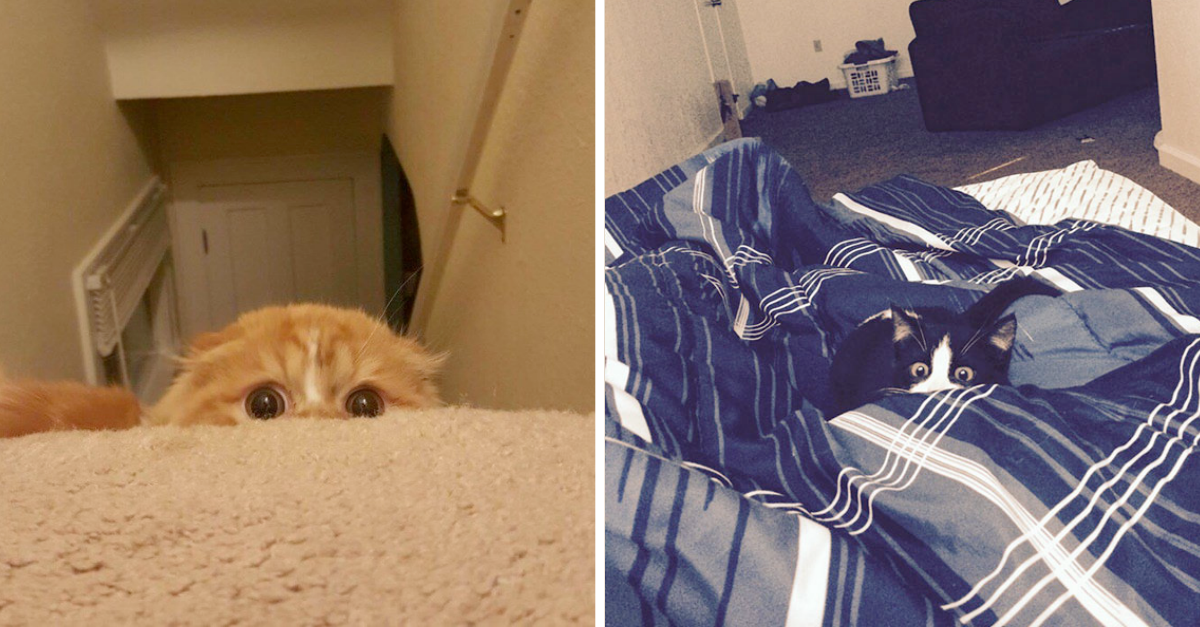 Cute Kittens Who’re Ready For Their First Sneak Attacks