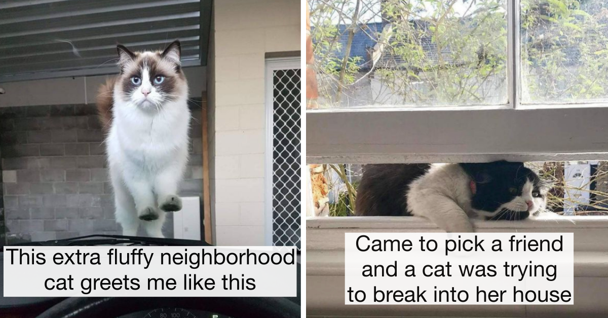 30 Times Cats Were Spotted In The Most Unexpected Places - grandgoldman.com
