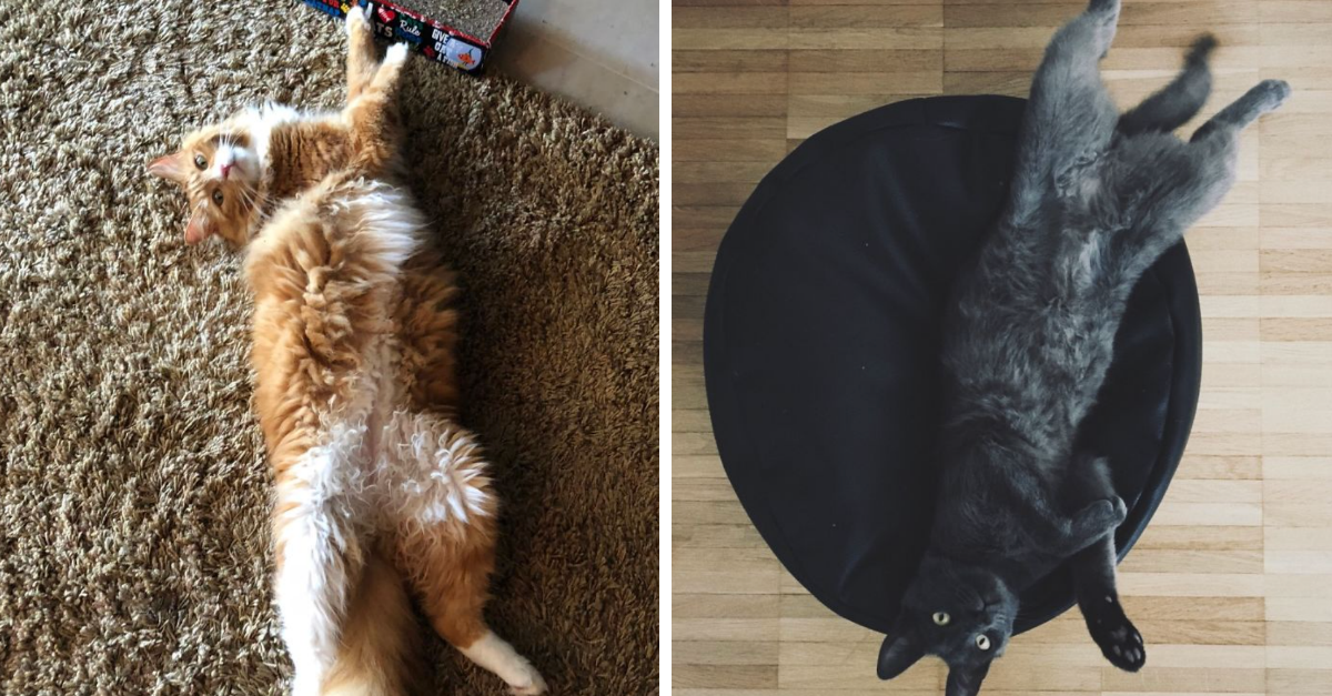 Hilarious Pictures Of Cats Stretching To Infinity - grandgoldman.com