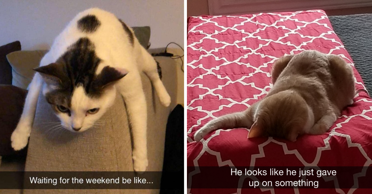 30 Hilarious Pics Of Tired And Fed-Up Cats That Are Our Spirit Animal