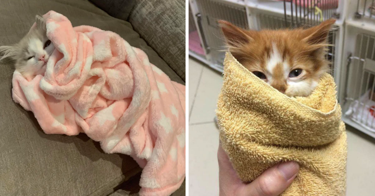 30 Pictures Of Cats That Are Actually Purritos