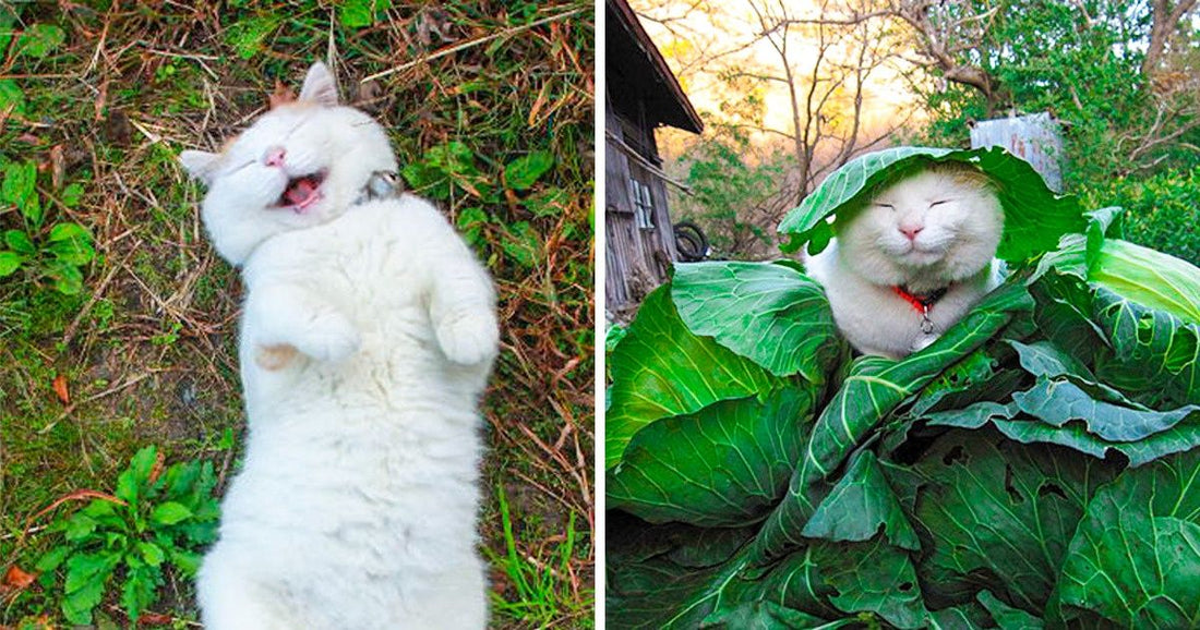 21 Cats And Dogs That Will Help In Increasing Happy Hormones
