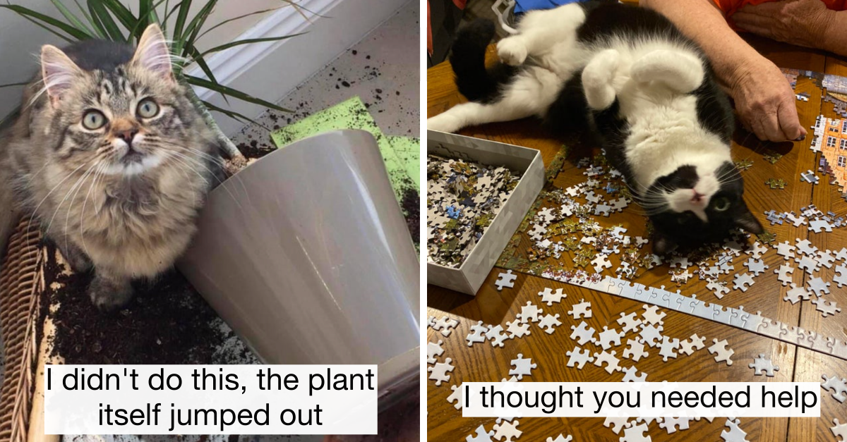 40 Times Cats Made Mess But Also Made Cute Faces To Get Away With It - grandgoldman.com