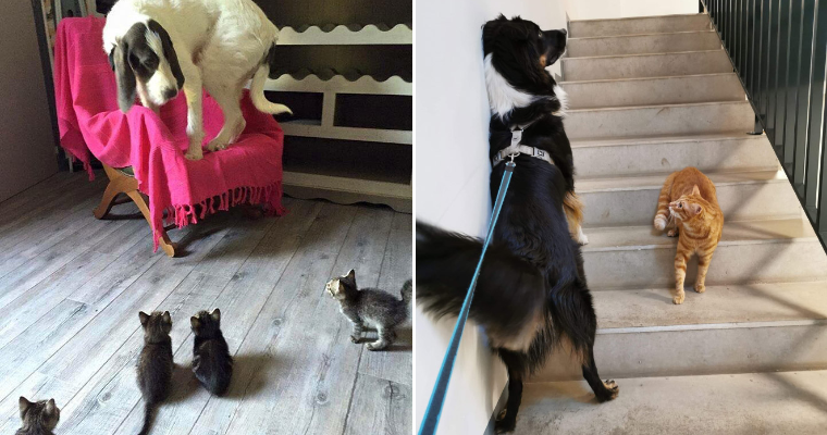 20 Evil Cats That Terrorized Dogs Double Their Size