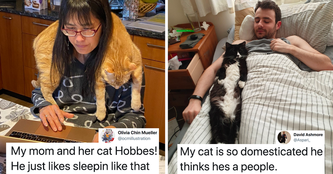 18 Cats That Are Too Pure For This World