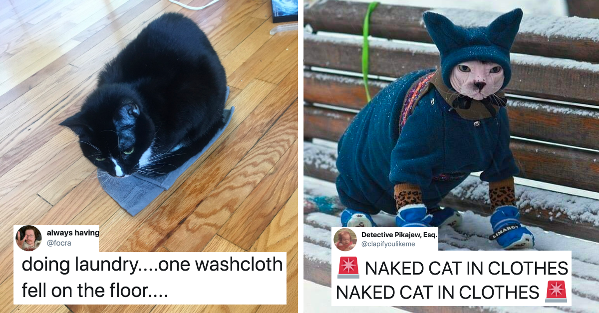 Hilarious Tweets That Show How Wild It Is To Live With Cats - grandgoldman.com