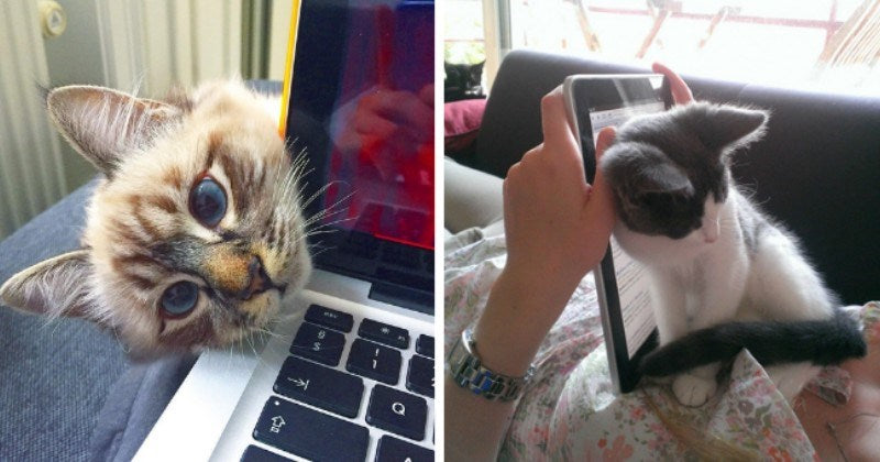 18 Cats Dying For Attention