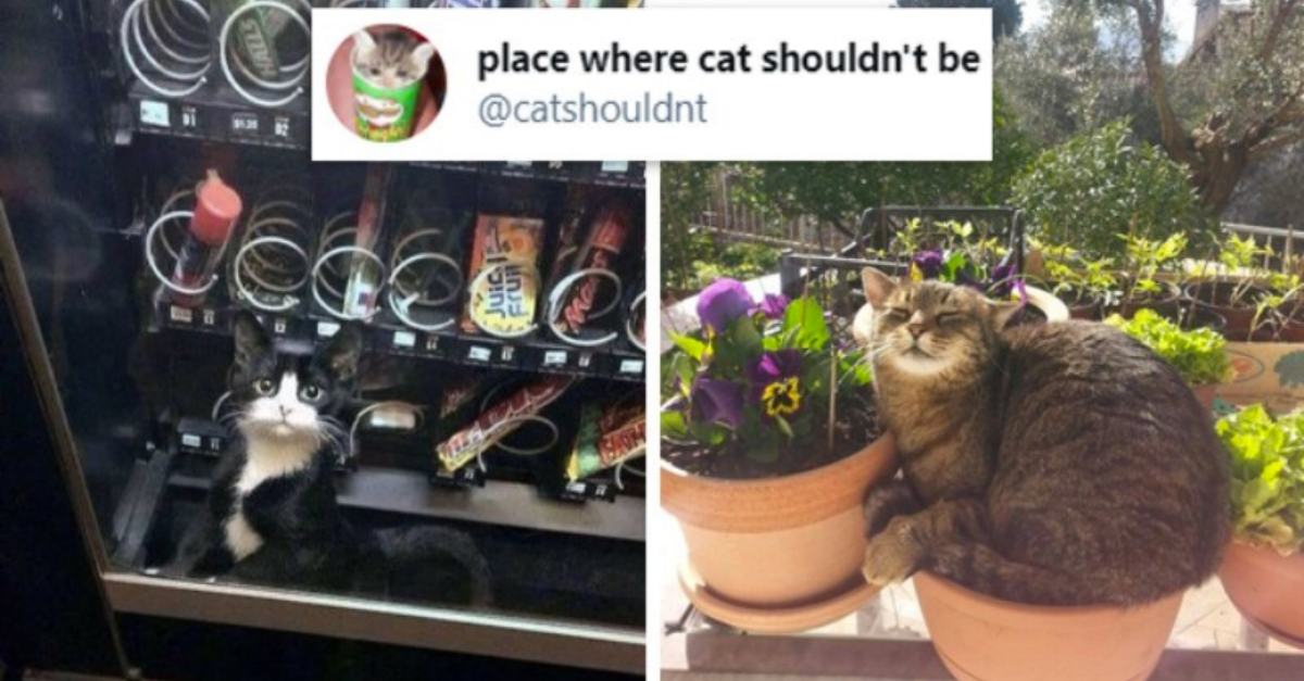 A Collection Of Naughtiest Cats Caught In Places Where They Shouldn’t Be
