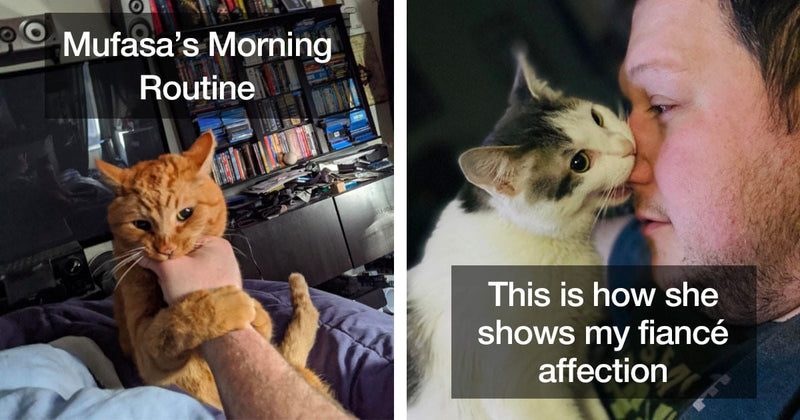 18 Adorable But “Monstrous” Cats Who Can’t Stop Biting Things - grandgoldman.com