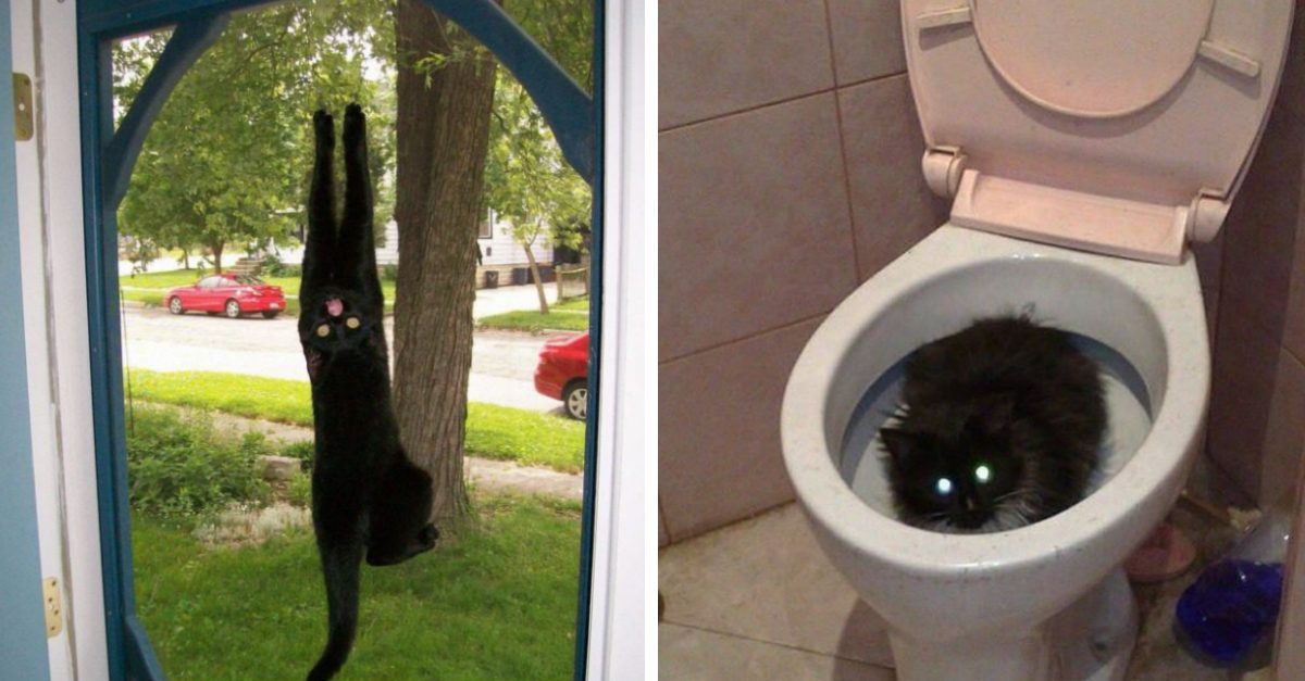 50 Hilariously Dumb Cats From “Cats Who Share One Braincell” Twitter