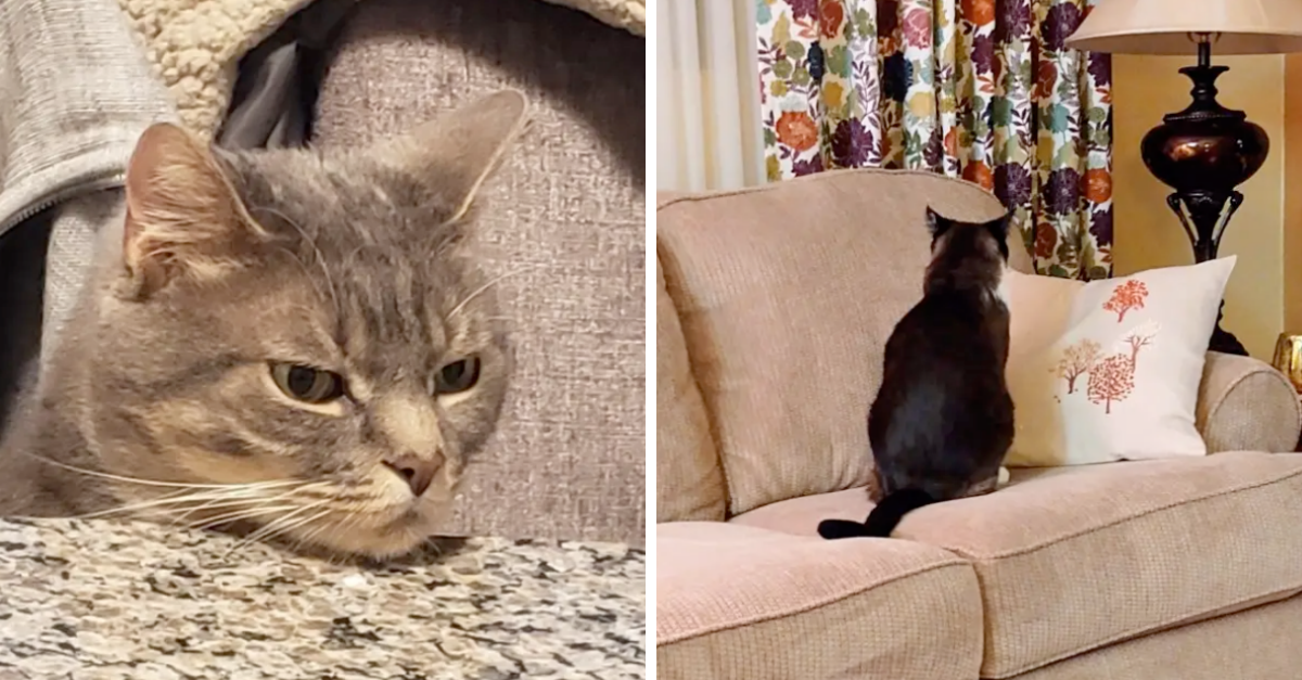 Cats Who Want Quarantine To End ASAP