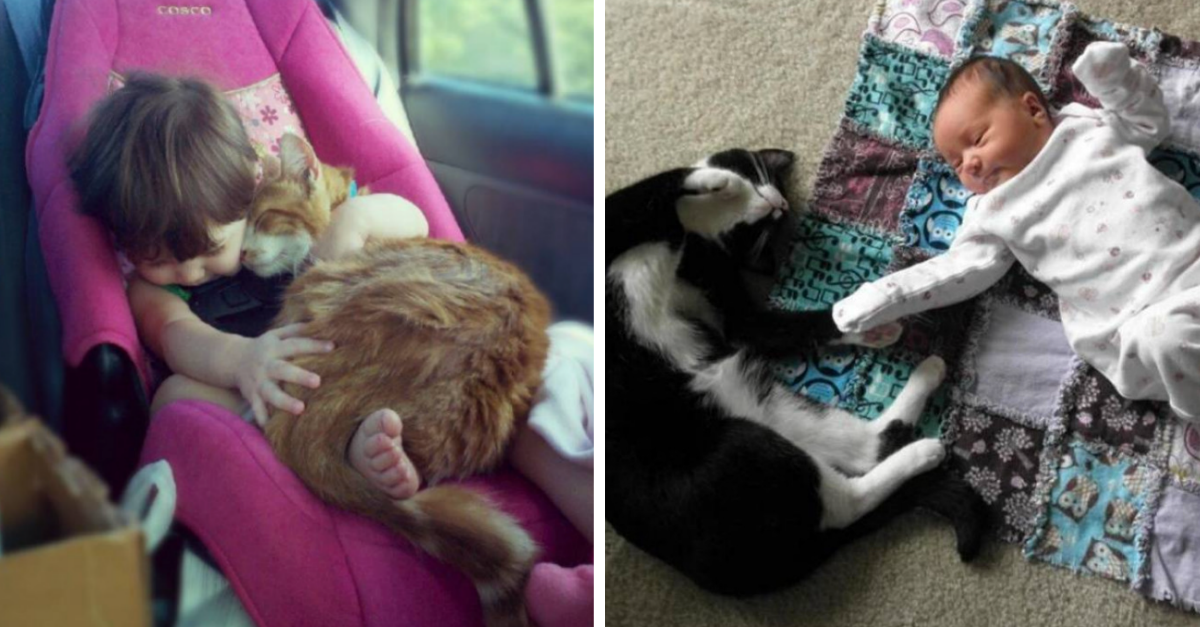 30 Pictures of Cats And Babies That Prove Cats Are Also Mans Best Friend - grandgoldman.com