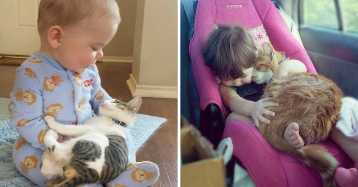 24 Wholesome Pictures Of Cats With Babies That Will Warm Up Your Heart