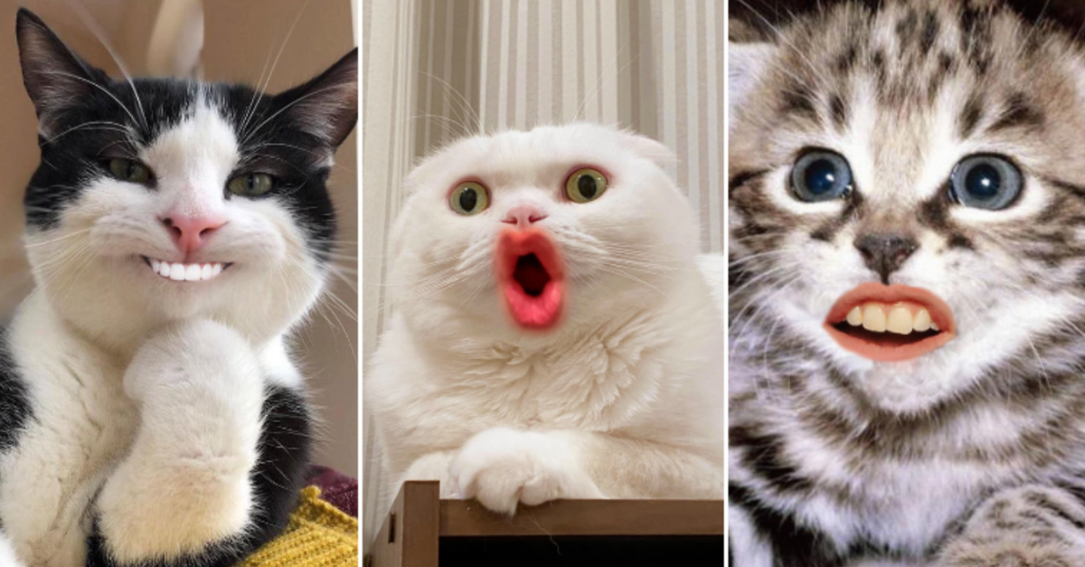 15 Pictures Of Cats With Human Mouths Are The Most Disturbing Thing You Will Ever See - grandgoldman.com