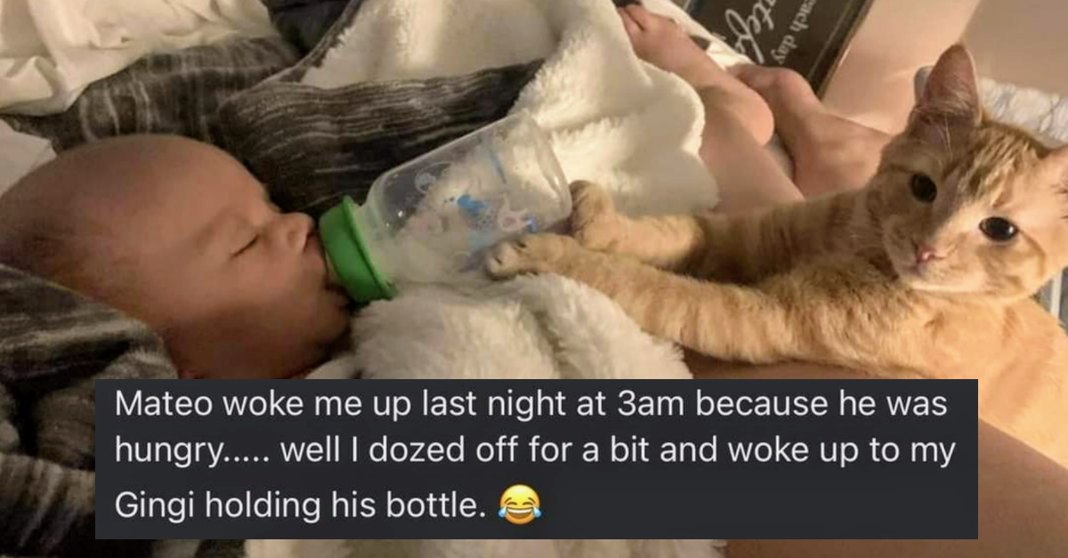 30 Cats Who Are Better At Their Jobs Than Us - grandgoldman.com