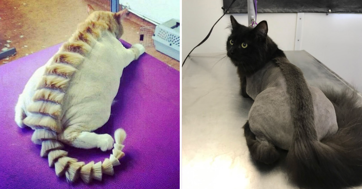 22 Hilarious Cat Mohawks With Business In The Front And Party In The Back - grandgoldman.com