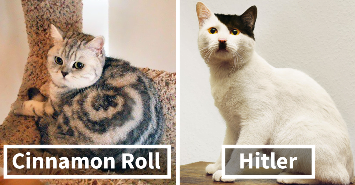 50 Rare Cats With The Most Unusual Fur Markings Ever
