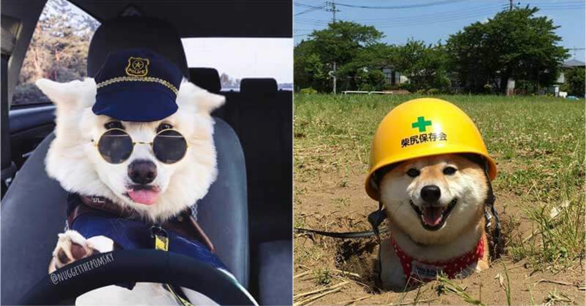 25 Adorable Working Dogs That Will Spellbound You With Their Overloaded ...