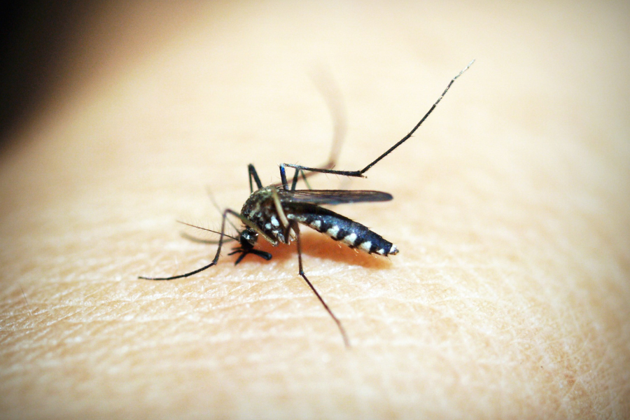 Chikungunya Virus: Symptoms, Treatment & Prevention Guide