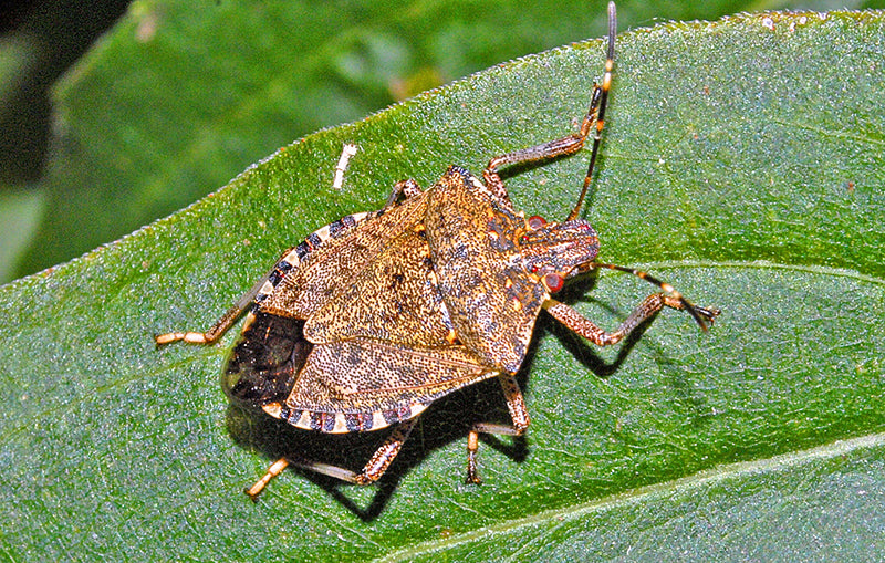 Asian Stink Bug Invades Naples: Protect Your Crops Now