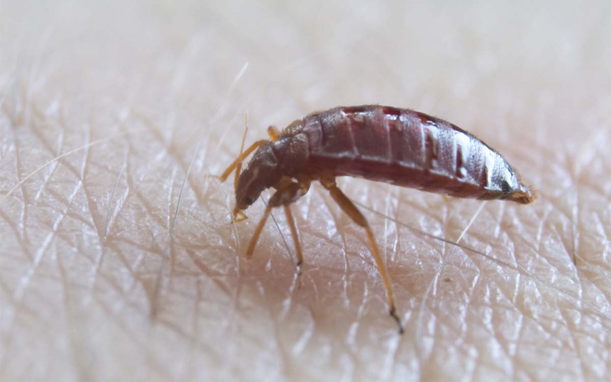 Bed Bug Infestation: Why Immediate Action Is Critical