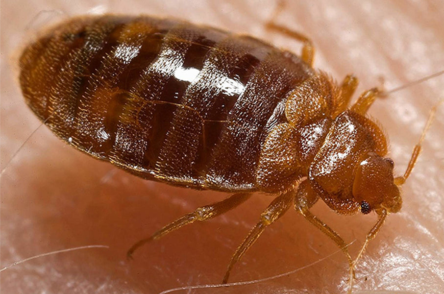 Bed Bugs: Identification, Bites & Professional Control Guide