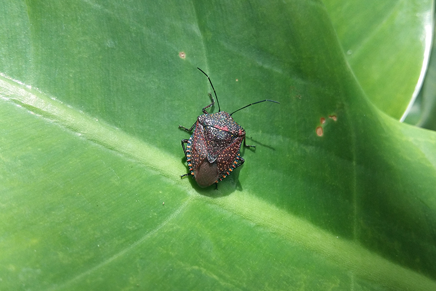 Asian Stink Bug Invasion: Causes & Proven Solutions