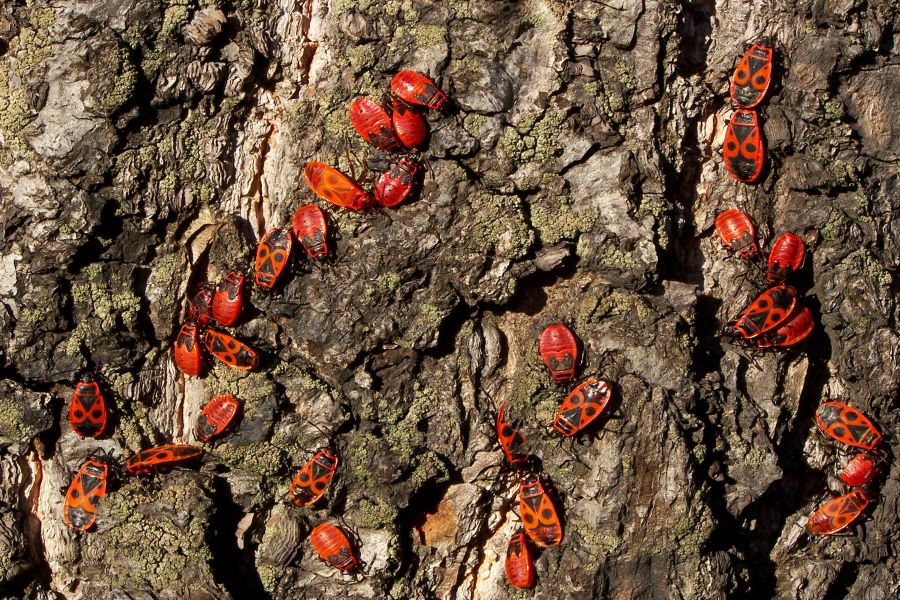Red and Black Bug: Stunning, Smelly, and Surprisingly Harmless