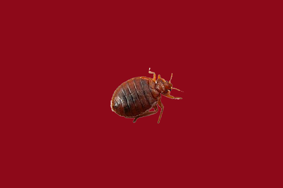 Bed Bugs: Causes, Behavior & Professional Extermination Guide