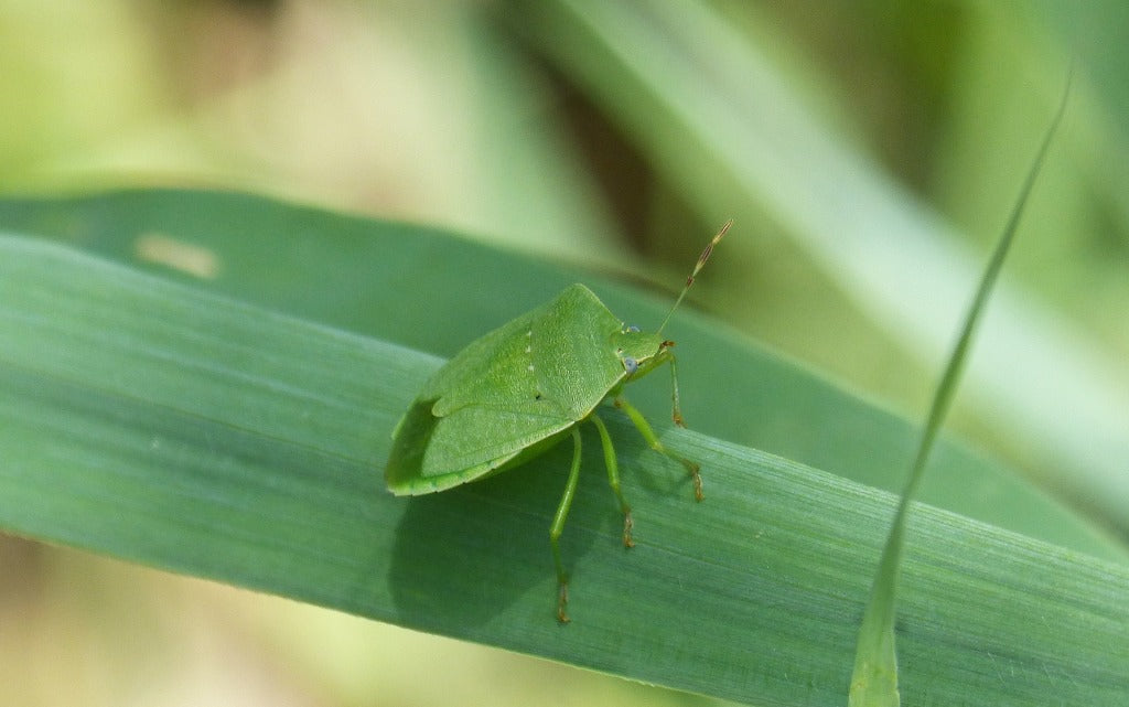 Plant Bugs: How to Protect Your Garden from Green Stink Bugs