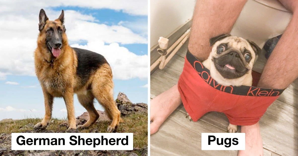 Dog Breeds That Are Extremely Clingy