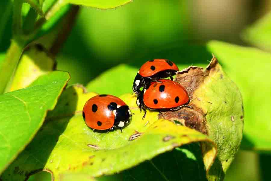 Where Do Insects Go in Winter? Survival Secrets Revealed