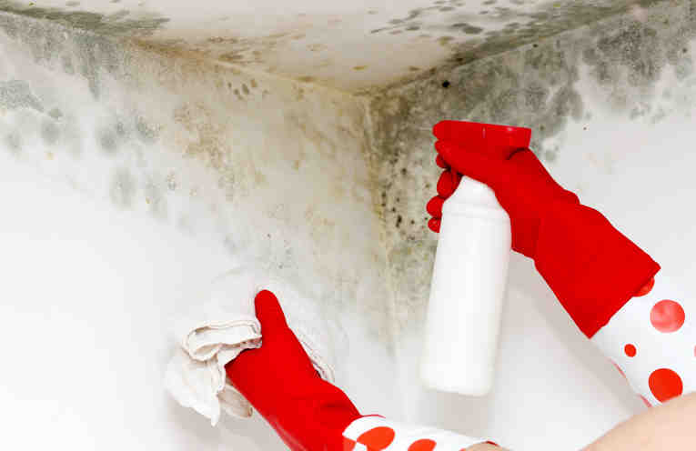 How to remove mold stains in simple steps - grandgoldman.com