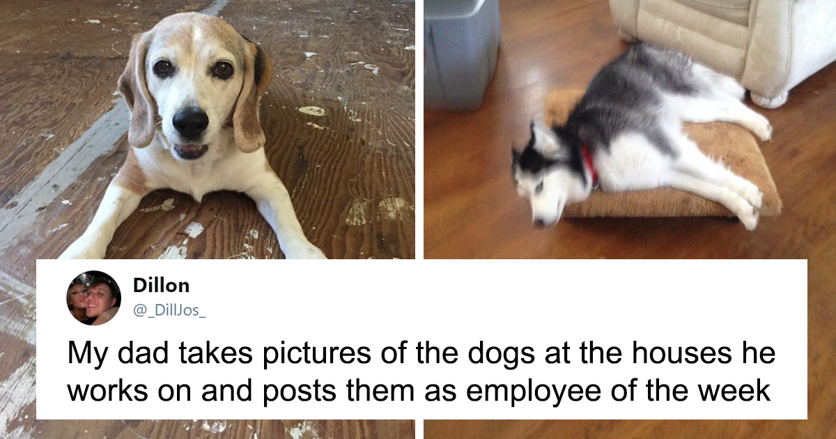 Dad Posts Photos Of Customers Dogs & Awards Them ‘Employee of the Week’