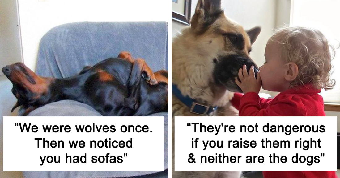 30 Tweets That Show Dogs Are Truly Man’s Best Friends, Shared By Cool Dog Facts Twitter