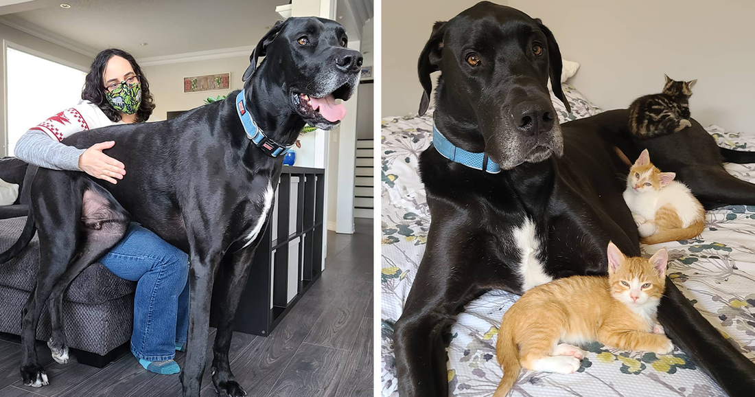 150-Lb Great Dane Became Foster Dad To A Kitten And Proved His Heart Is As Big As Him