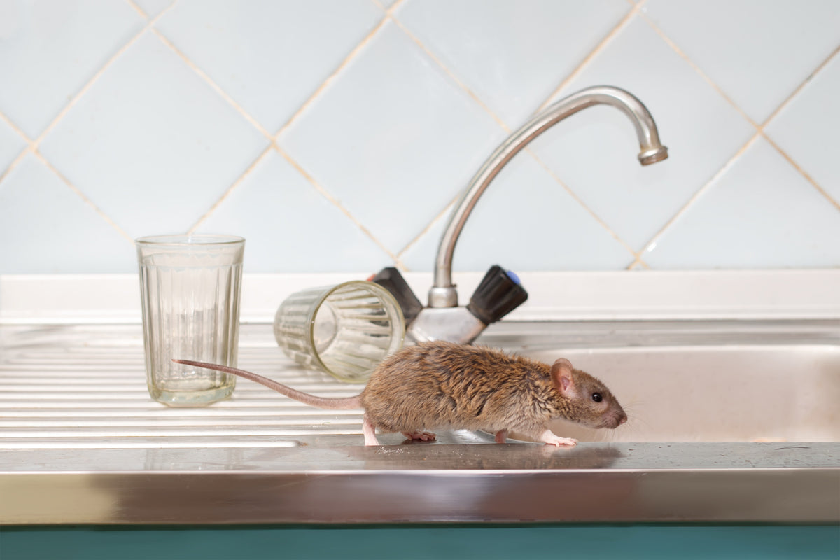 Condominium Rodent Control: What the Law Requires