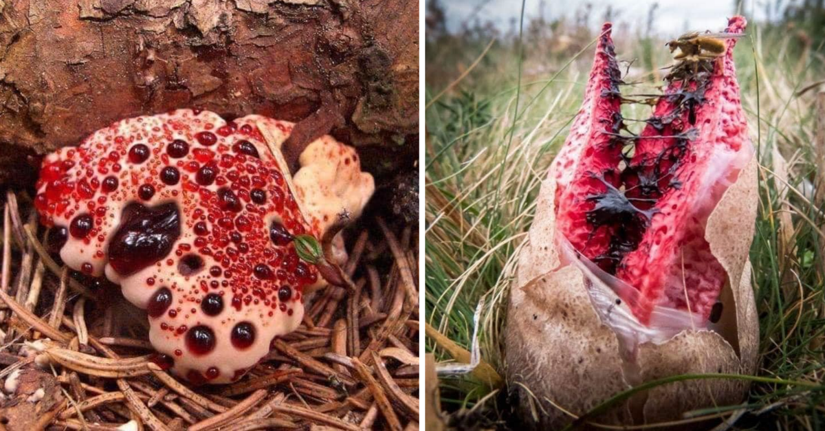 24 Terrifying Pictures Of Mushrooms That Prove Nature Can Be Really Scary