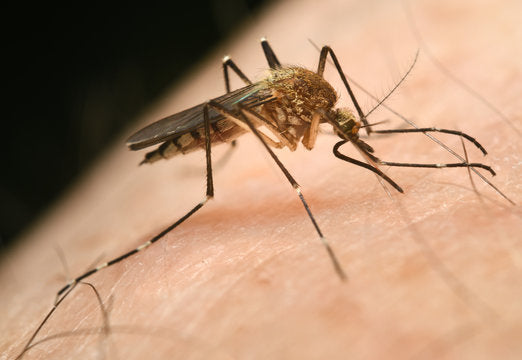 West Nile Fever: Complete Guide to Symptoms & Prevention