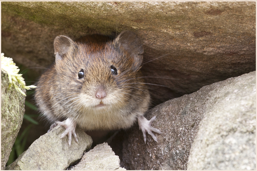 5 Surprising Rat Facts You Never Knew (Pest Control Tips)