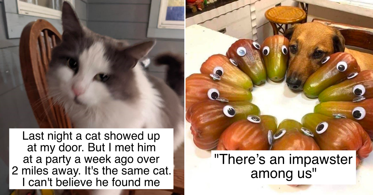 20 Hilarious Photos Of Cute Animals To Make You Smile Endlessly
