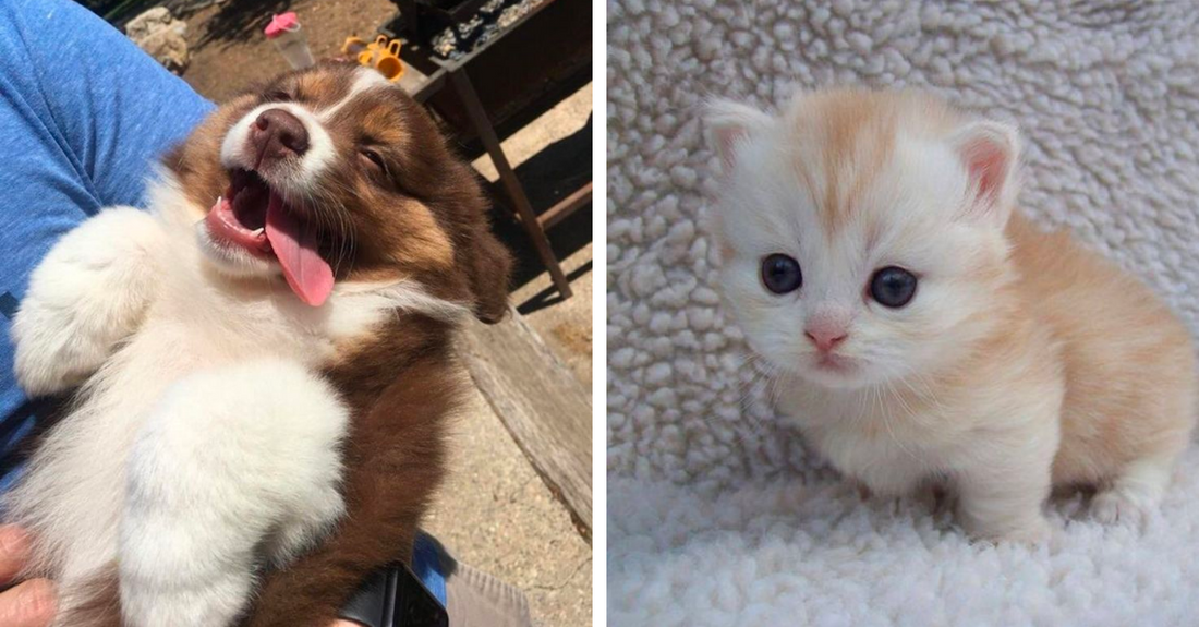 23 Animals Composed of 100% Cuteness To Give You Your Daily Dose Of Cuteness