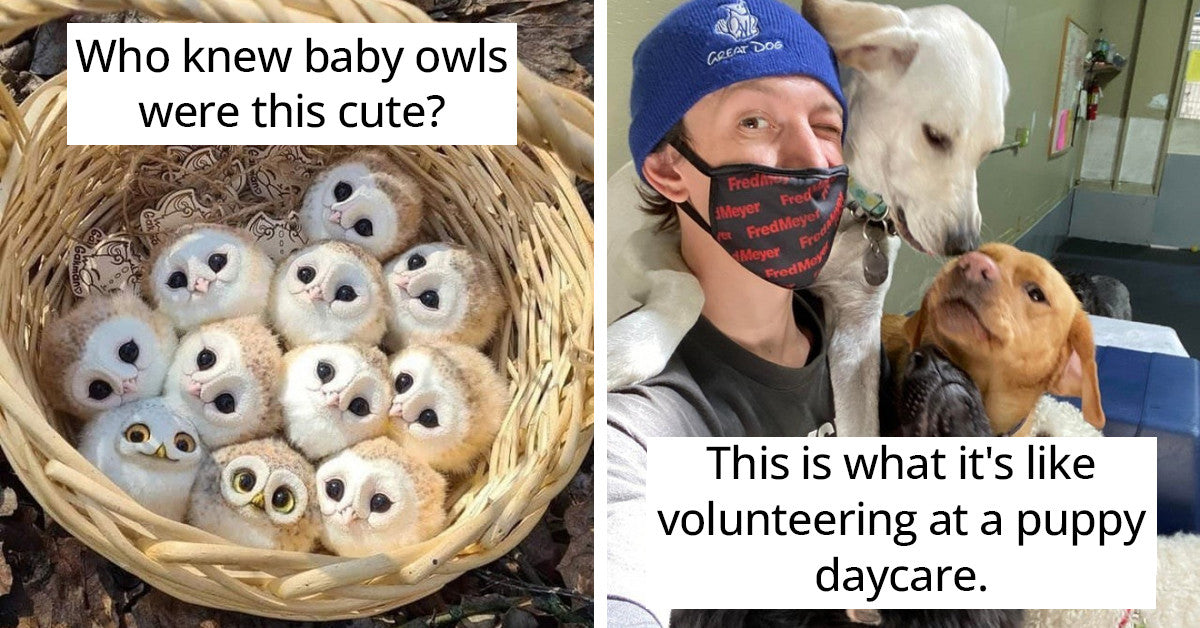 22 Adorable Pictures That Prove We All Need Pets In Our Life To Be Happy - grandgoldman.com