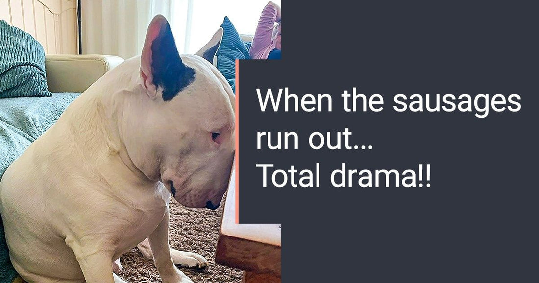 29 Photos Of Bull Terriers That Prove They Are Mean ‘Bullies’