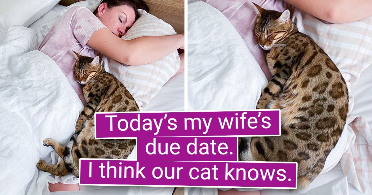 18 Blessed Pics That Show Animals Have The Most Genuine Hearts
