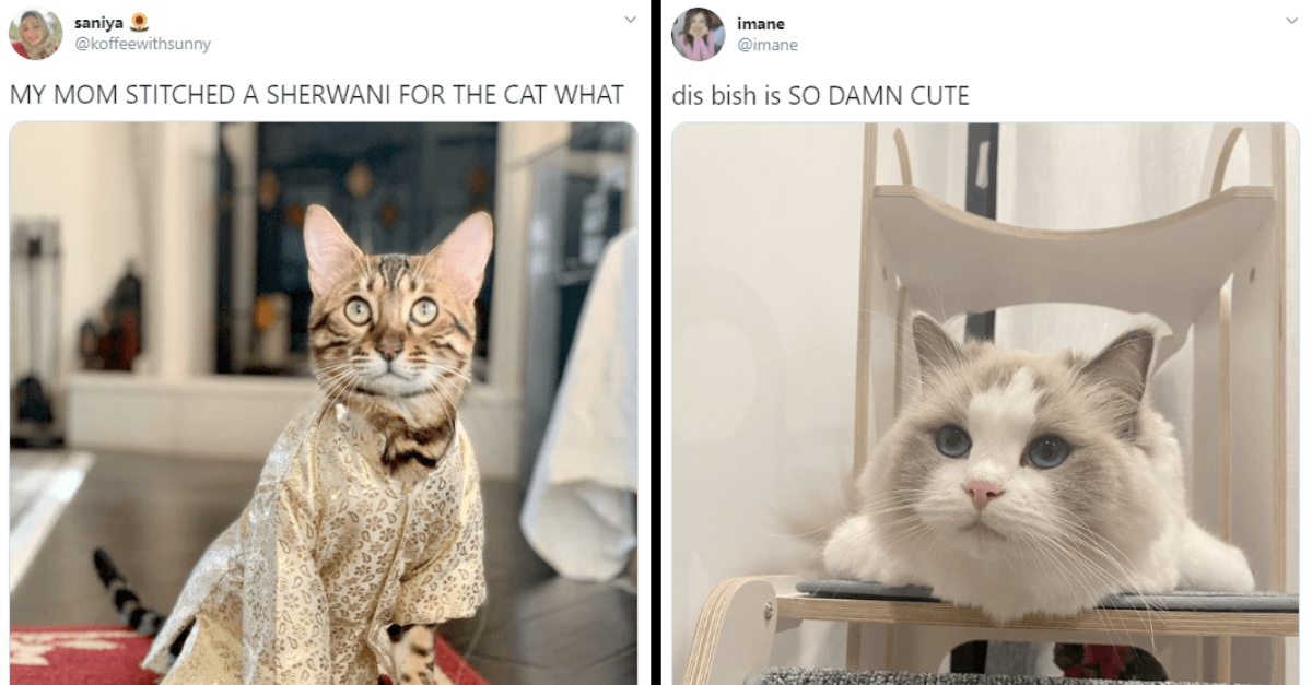 Hilarious Tweets Of Cats Living The Best Cat Lives