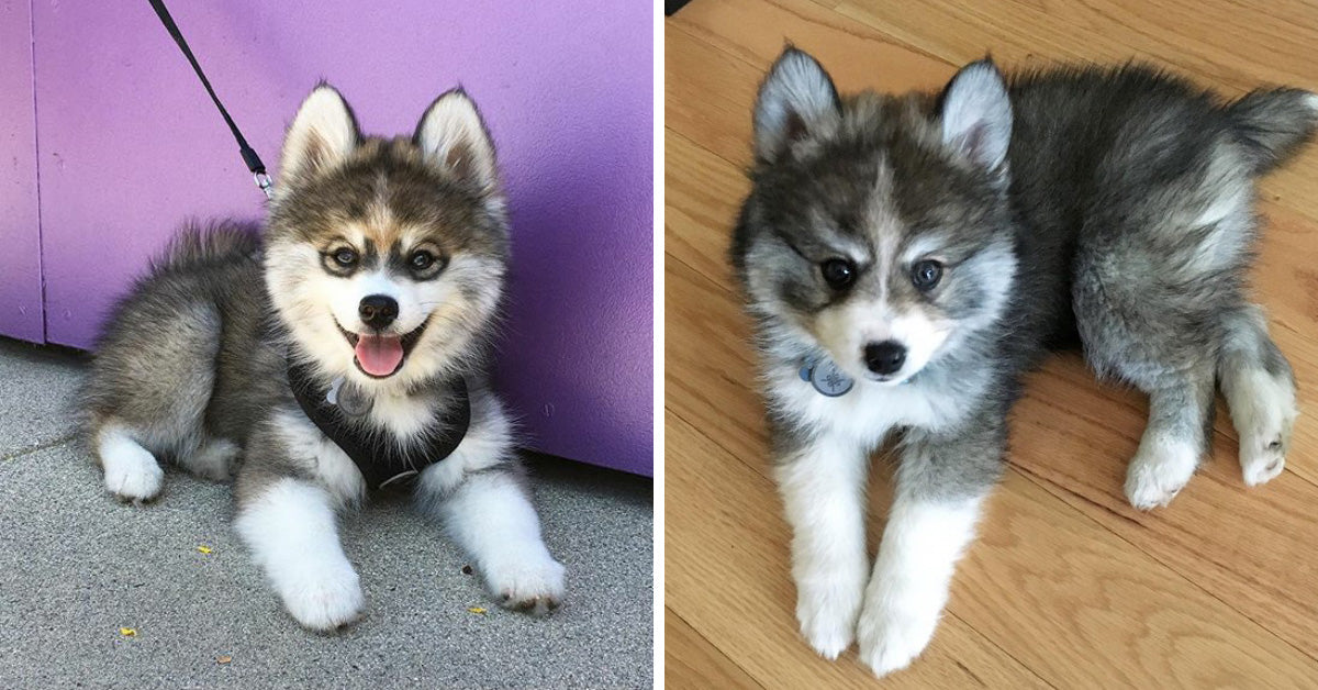 Meet Norman, The Pomeranian-Husky Mix That Is Breaking The Internet With His Cuteness
