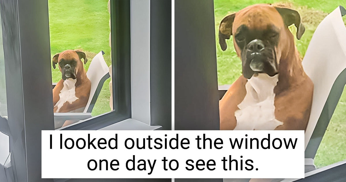 15 Times People Couldn’t Stop Laughing At These Animals Antics