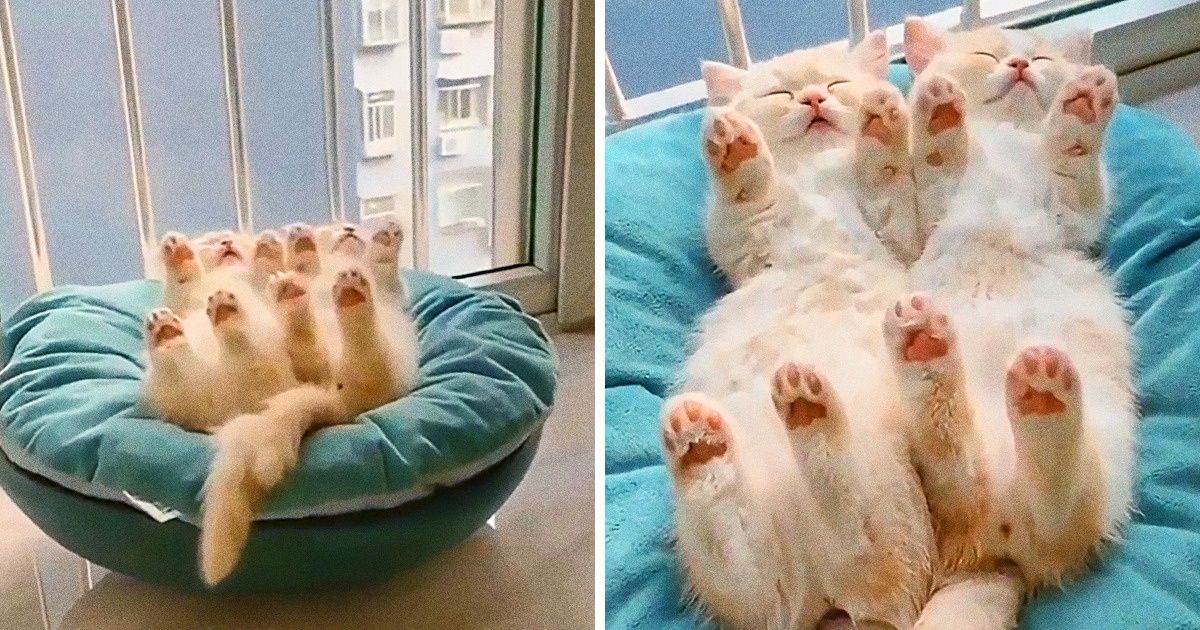 18 Adorable Pictures Of Animals Sleeping That Will Melt Your Heart - grandgoldman.com