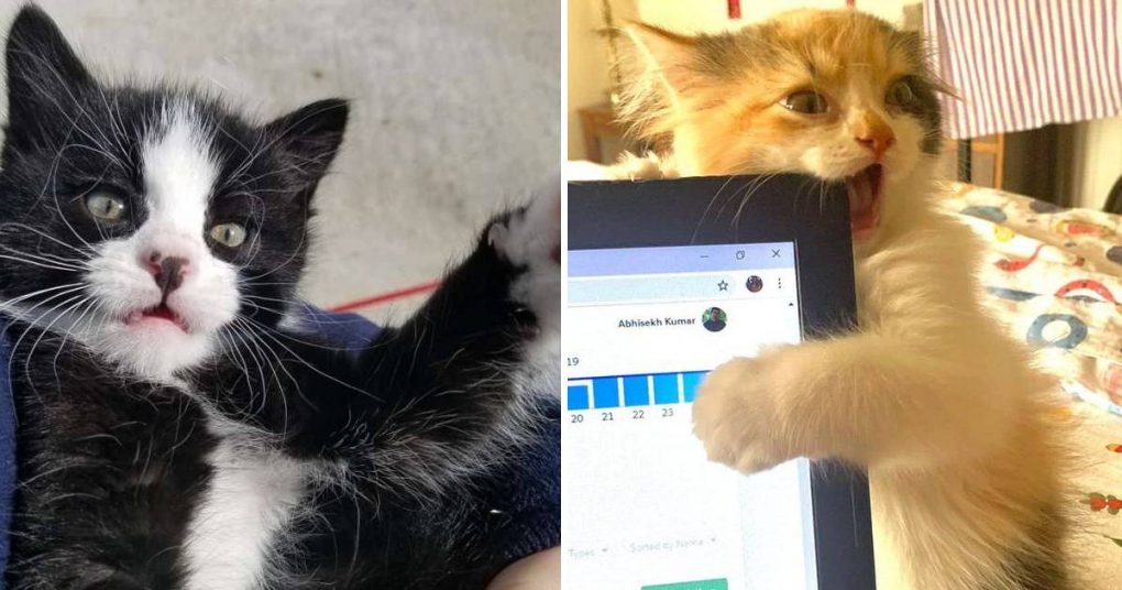 15 Kittens That Made 2020 A Little Better